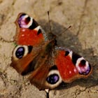 peacock butterfly